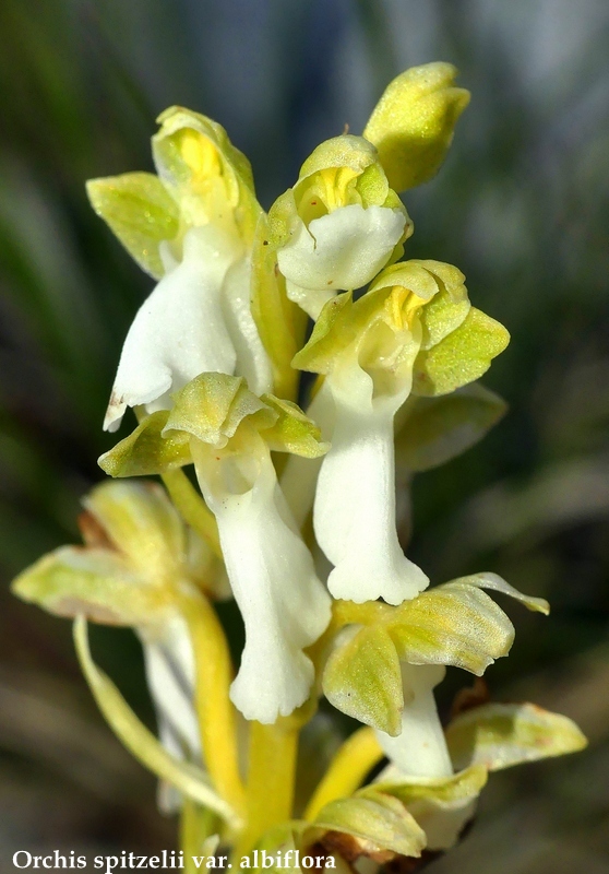 Monte Velino e Monti della Duchessa, le orchidee e la Natura  2024.